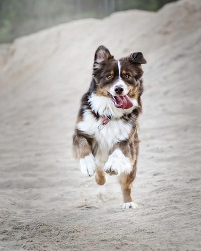 Australian shepherd skin sales allergies