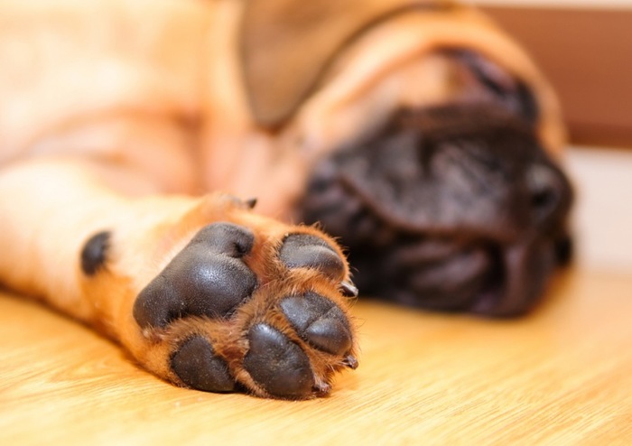 how often should you put paw balm on your dog