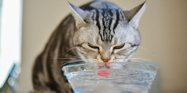 Cats and hot sale water bowls