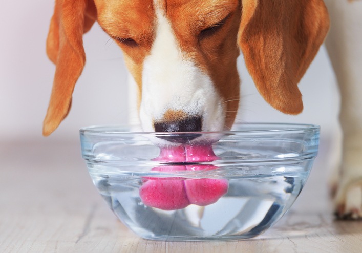 Dog drinks water shop and throws up