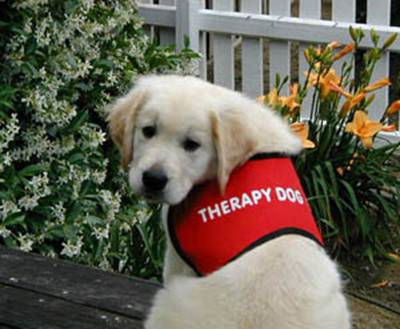 how do i get my dog to be a therapy dog