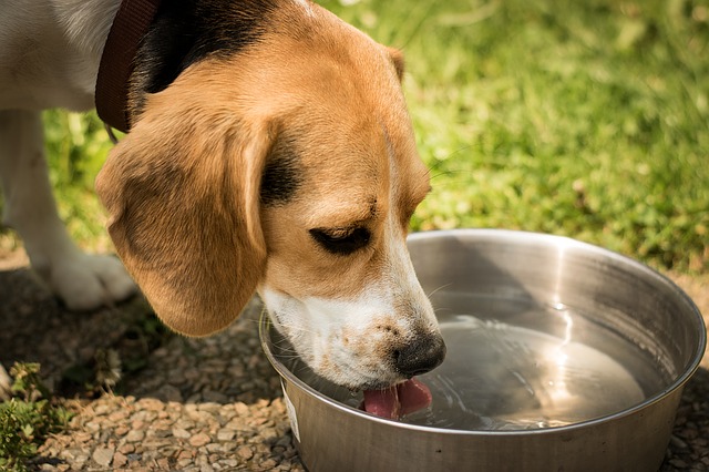 Is My Dog Drinking Enough Water?